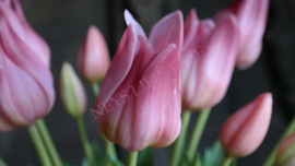 Tulp in bloei kunst 45 cm | roze