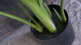 Plant Strelitzia silk | 120 cm