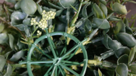 Halve decobol kunst lime groen |  M