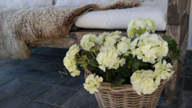 Geranium plant namaak UV bestendig| créme