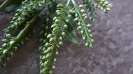 Japonica kunst bloem 105 cm | groen-créme