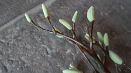 Magnolia kunst tak groen | S