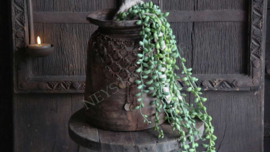 Erwten hangplant kunst | 89 cm