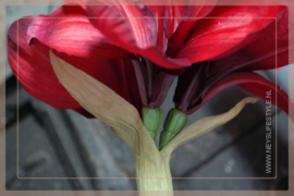 Amaryllis kunst bloem  | rood 66 cm