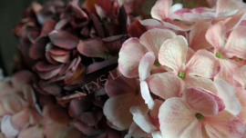 Hortensia zijden bloem | dried bordeaux