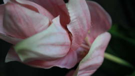 Medinella kunst bloem  | roze
