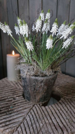 Vijzel incl druifjes | namaak