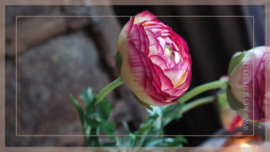 Ranunculus tak | roze/créme 50 cm