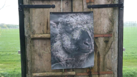 Tuinposter | donker schaap M