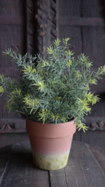 Kruiden plant in pot kunst | asparagus