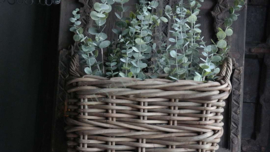 Eucalyptus boom kunst | 76 cm