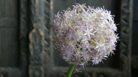 ZIJDEN BLOEMEN & TAKKEN