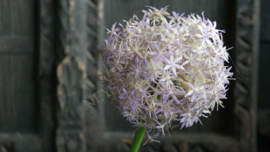 Allium bloem kunst | paars XL