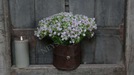 Gipskruid bosje paars | 30 cm