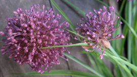 Allium plant namaak paars | M