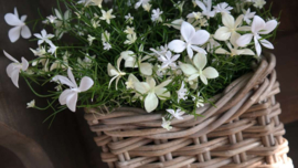 Vlijtig liesje plant plastic | wit