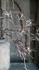 Tak namaak wild | bruin