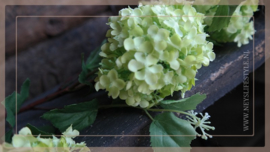 Hortensia/ Viburnum tak | groen 85 cm