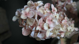 Pluim hortensia dried zijden bloem | zacht roze