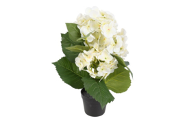 Hortensia plant zijden | wit