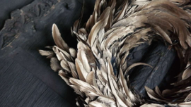 Veren krans | champagne