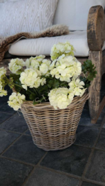 Geranium plant namaak UV bestendig| créme