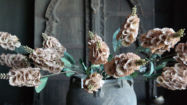 Dianthus bloem kunst | cappuccino