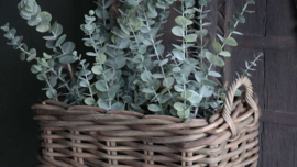 Eucalyptus boom kunst | 76 cm