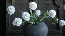 Scabosia moon bloem kunst | wit