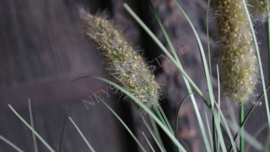Phalaris plant namaak | S
