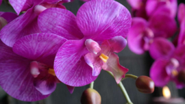 Orchidee kunst tak paars l 124 cm