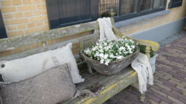 Vlijtig liesje plant plastic | wit