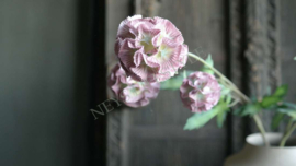 Scabosia moon bloem kunst | oud roze
