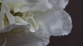 Amaryllis namaak bloem | wit