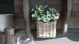 Vlijtig liesje plant plastic | wit