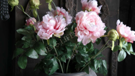 Pioenroos plant in pot kunst | XL