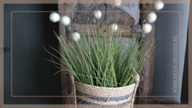 Poaceae grass | Bal