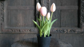 Tulp in pot | roze 24 cm