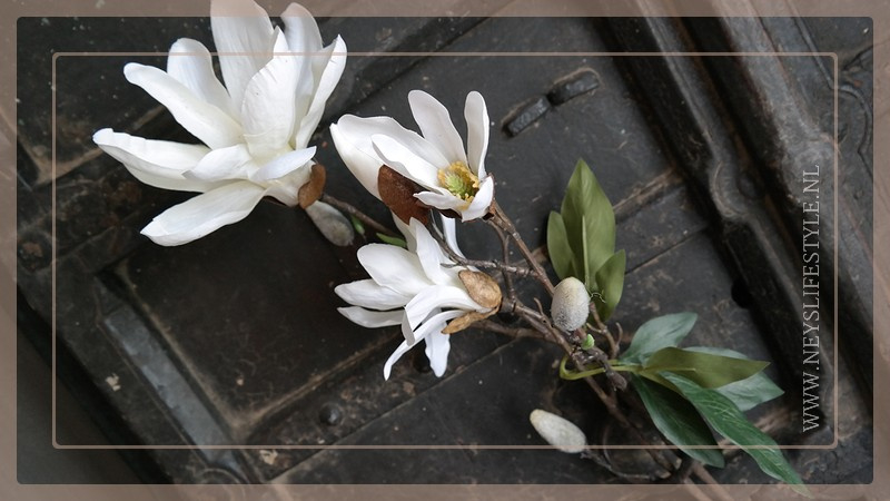 Magnolia tak | wit 80 cm