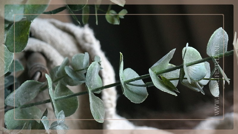 Eucalyptus tak | groen 93 cm
