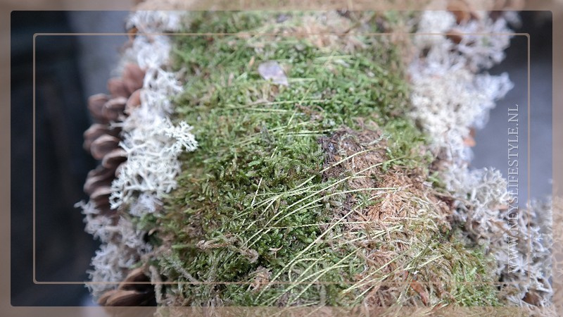Krans Dennenappel reindeer moss | 60 cm