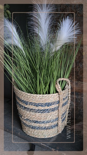 Poaceae grass | Pluim wit