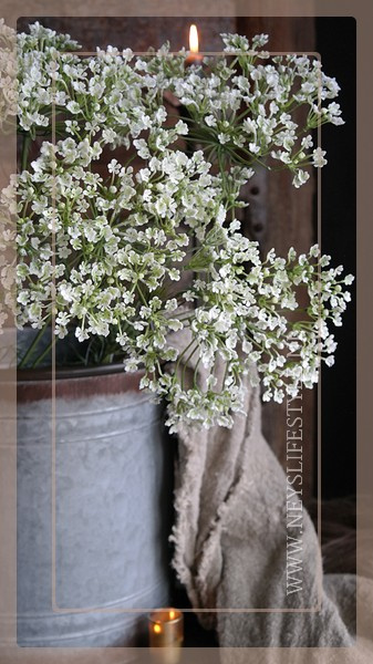 Heracleum sphondylium | wit 70 cm