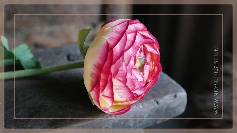 Ranunculus tak | roze/créme 50 cm
