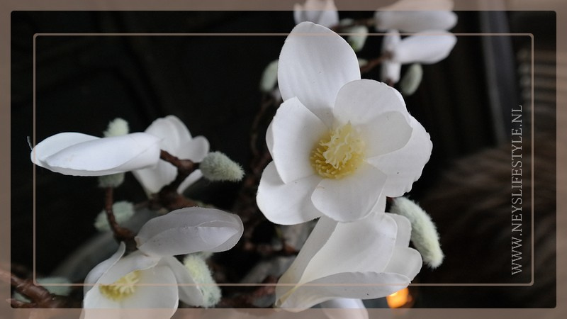 Magnolia tak | wit 40 cm