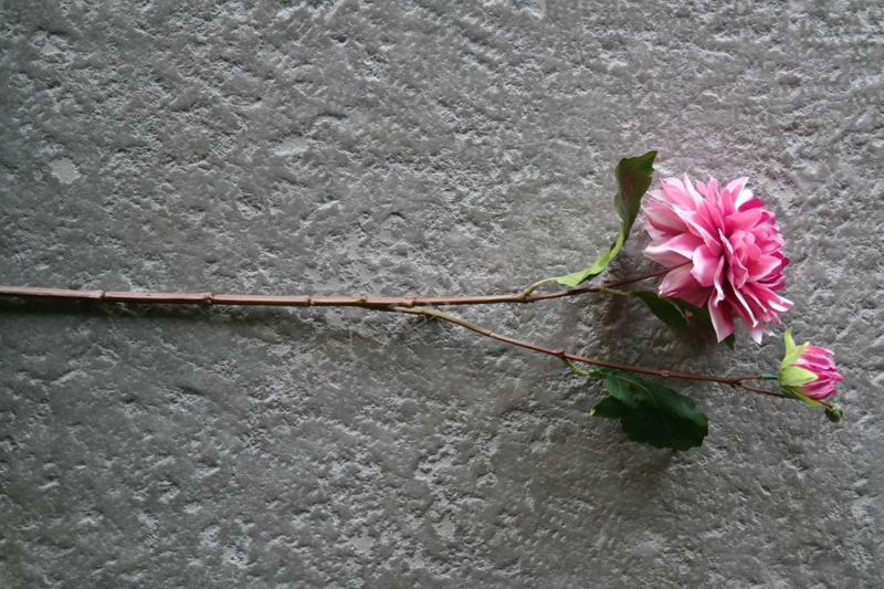 Dahlia kunst tak  | licht roze 63 cm