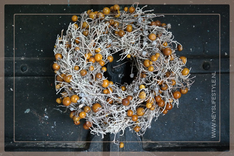 Solanum krans | 25 cm