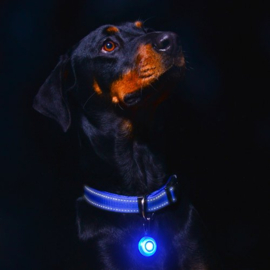 Roglite Hondenlampje Blauw