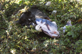 Robocat Forel