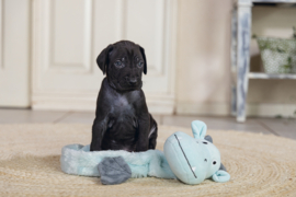 Puppy Flatino Draak Yi